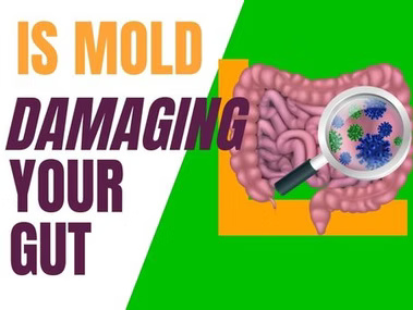 mold toxicity gut health connection leaky gut syndrome