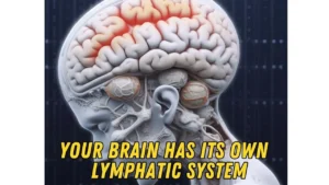 Illustration of the brain's glymphatic system showing cerebrospinal fluid flow and waste clearance.