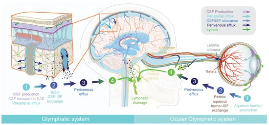 Diagram showing how the glymphatic and ocular lymphatic systems clear toxins from the brain and eyes –