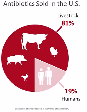 Pie chart showing 81% of US antibiotics sold for livestock and 19% for humans