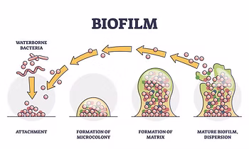 Diagram illustrating the 5 stages of biofilm formation: Waterborne Material, Attachment, Formation of Monopoly, Formation of Mature Biofilm, and Material Biofilm Einfachen.