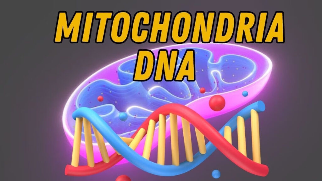 Mitochondria and mitochondrial DNA structure within a human cell.