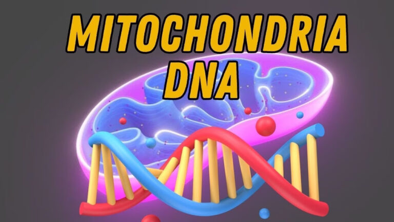 Mitochondria and mitochondrial DNA structure within a human cell.