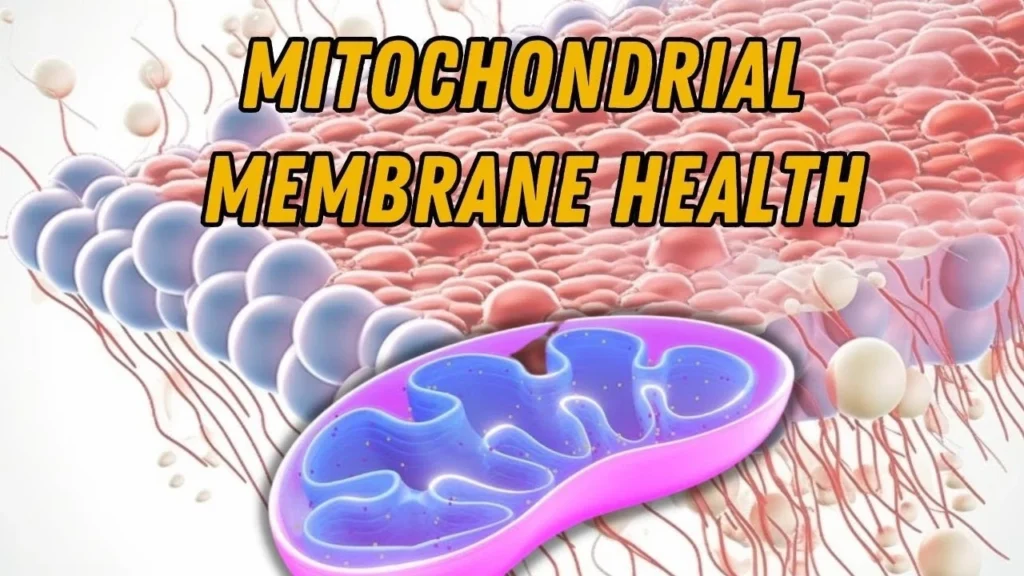 Diagram of a mitochondrion highlighting phosphatidylcholine's role in its inner and outer membrane structure.