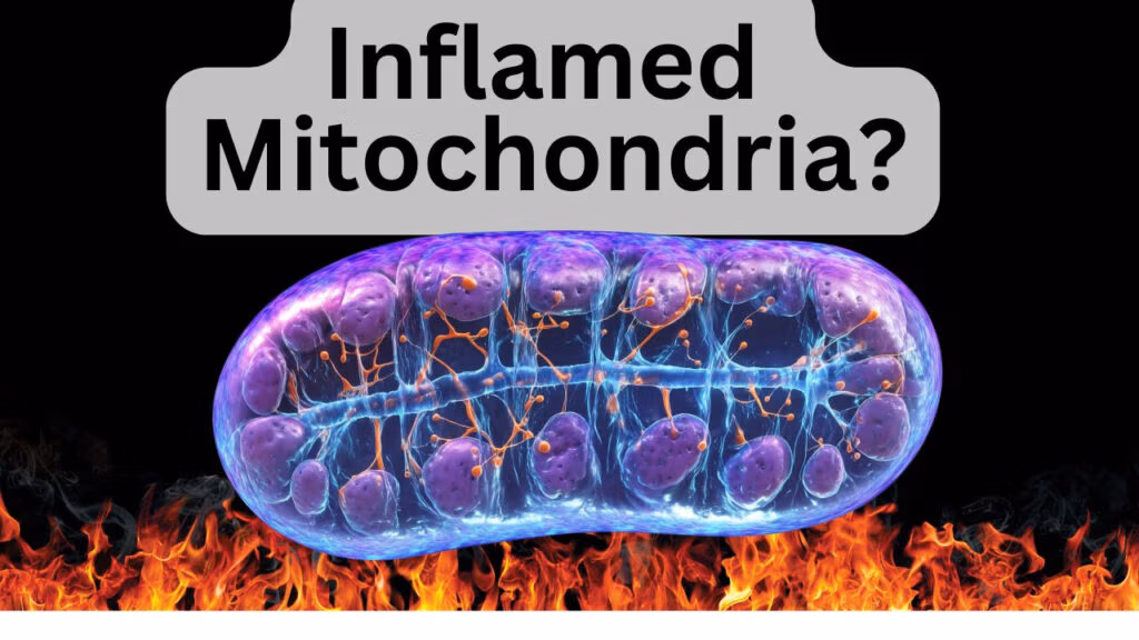 Mitochondrial DNA damage and oxidative stress causing chronic inflammation