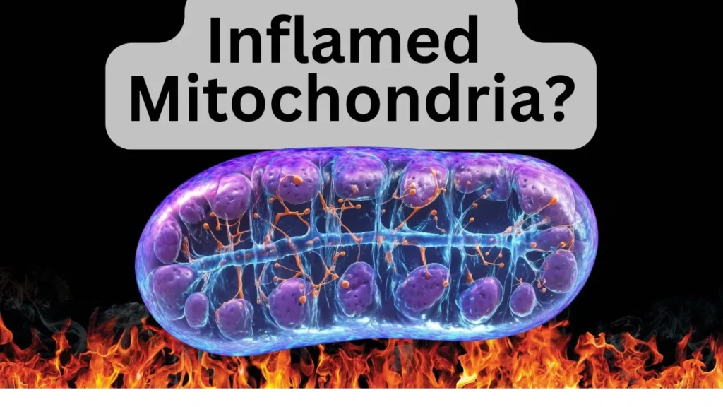 Mitochondrial DNA damage and oxidative stress causing chronic inflammation