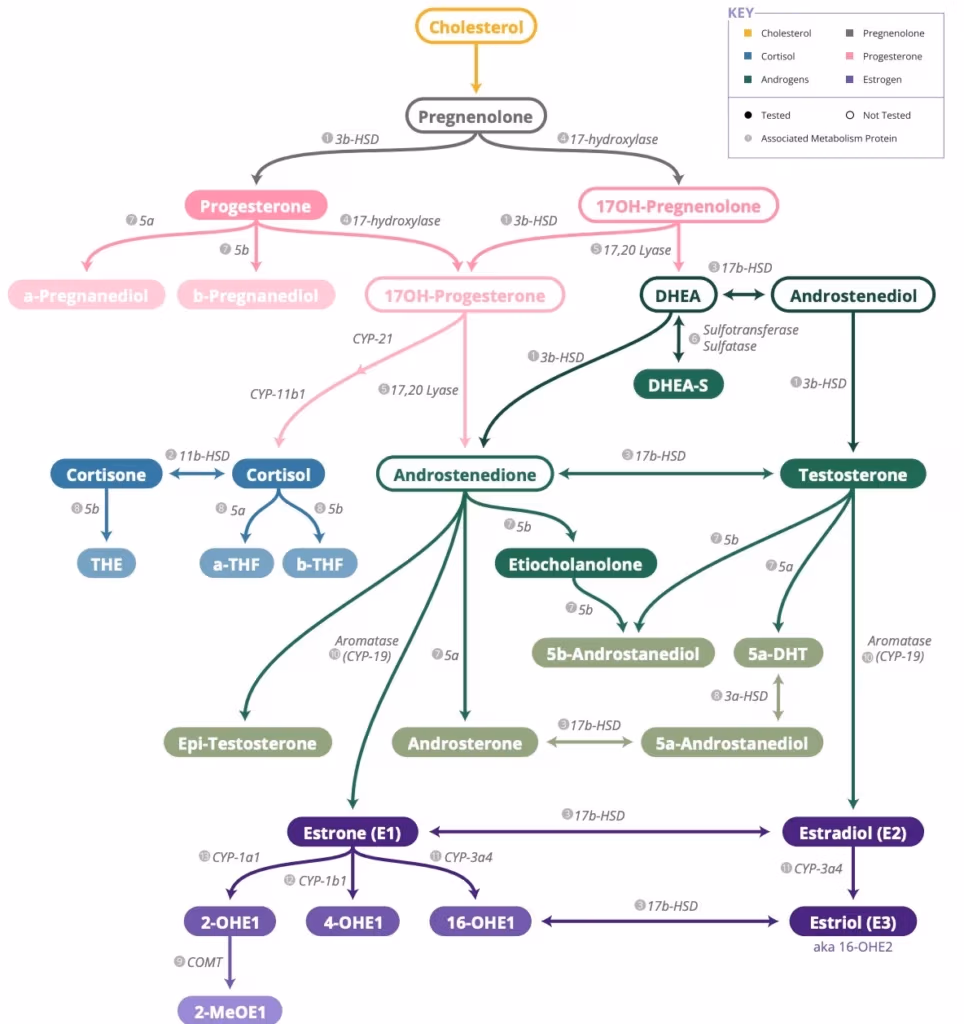 steroid hormone biosynthesis pathway cholesterol testosterone estrogen conversion chart