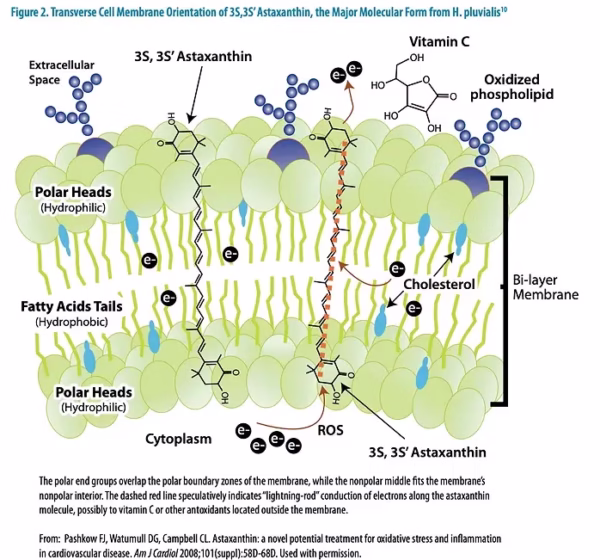 astaxanthin cell membrane diagram antioxidant vitamin C cholesterol structure