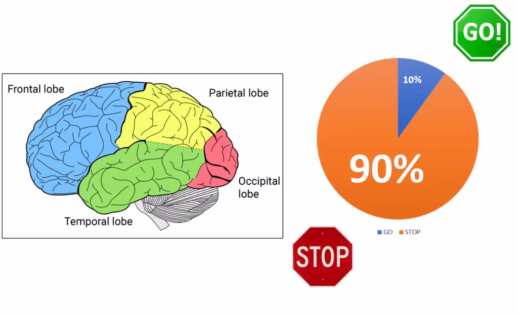 Diagram of the human brain showing frontal temporal parietal and occipital lobes with a balance graphic showing 90% GO signals vs 10% STOP signals