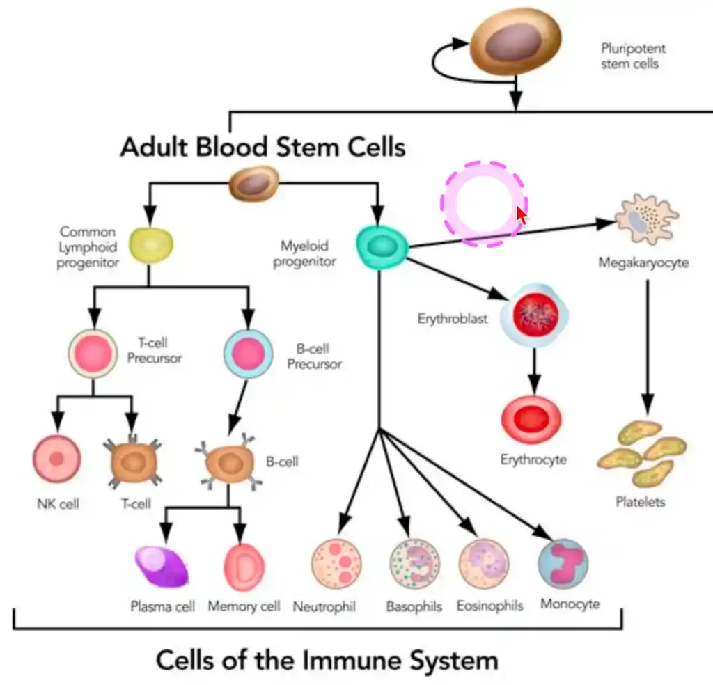 Flow chart diagram showing the differentiation of adult blood stem cells into various immune system cells and blood components.