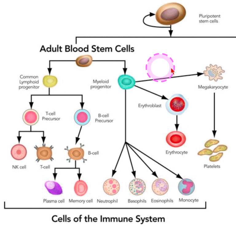 Flow chart diagram showing the differentiation of adult blood stem cells into various immune system cells and blood components.