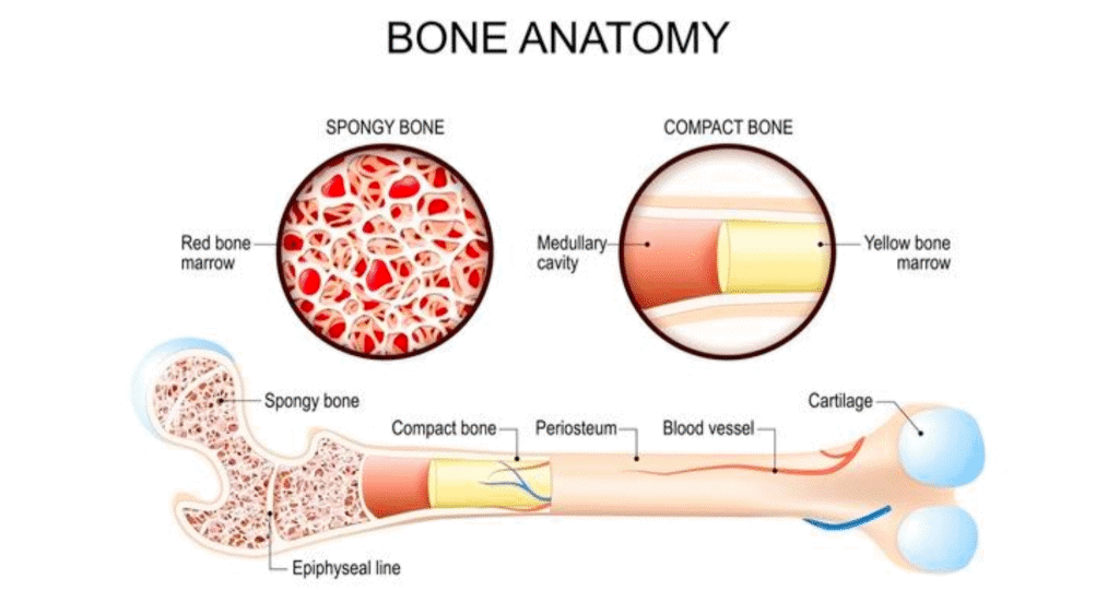 Detailed cross-section of bone anatomy showing spongy bone, compact bone, red and yellow marrow, medullary cavity, and blood vessels.
