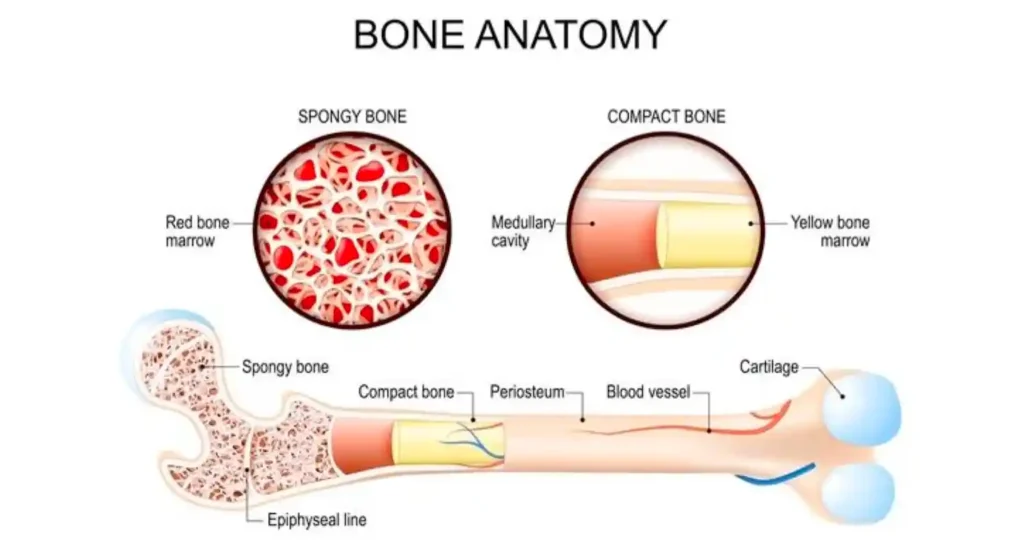 Detailed cross-section of bone anatomy showing spongy bone, compact bone, red and yellow marrow, medullary cavity, and blood vessels.