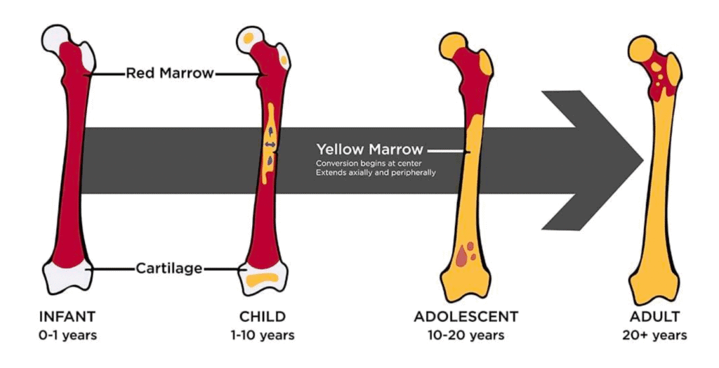 Diagram showing the developmental stages of bone marrow conversion from red to yellow in infants, children, adolescents, and adults.