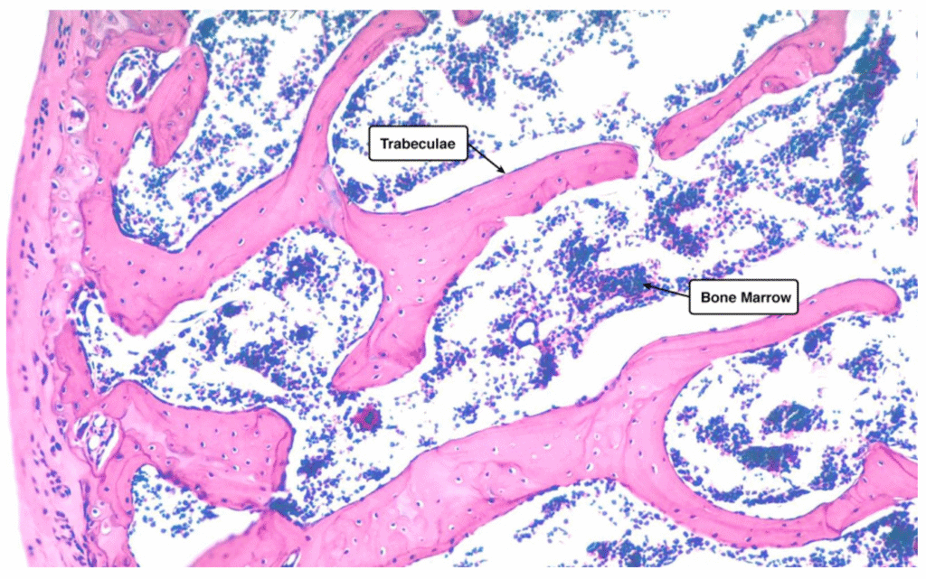Close-up view of trabeculae, the lattice-like structures in spongy bone, with bone marrow in the spaces between them.