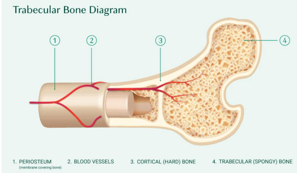 Labeled diagram of trabecular spongy bone and cortical hard bone layers with periosteum and blood vessels.