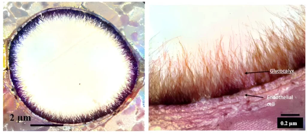 Diagram showing the glycocalyx layer (2 μm thick) coating the surface of endothelial cells lining blood vessels.