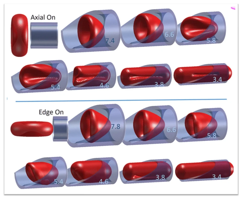 Red blood cell diagrams showing size measurements as it deforms to squeeze through tiny capillary passages from different angles.