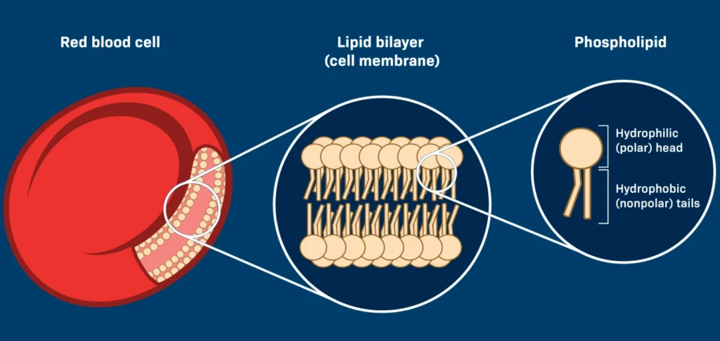 Diagram showing the phospholipid bilayer structure of a red blood cell membrane with hydrophilic heads and hydrophobic tails.
