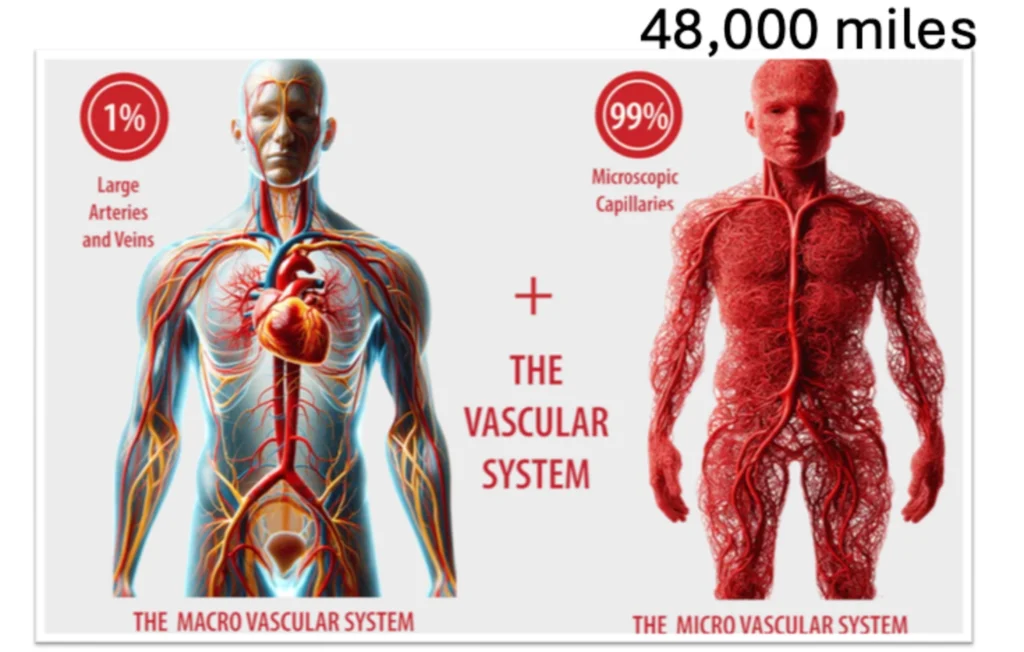 Infographic showing the human vascular system spanning 48,000 miles, with 99% microscopic capillaries and 1% larger arteries and veins.