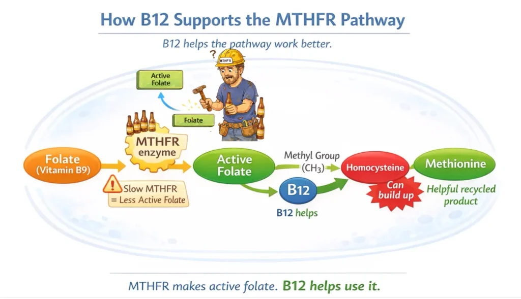 Diagram showing how vitamin B12 supports the MTHFR pathway, especially when MTHFR enzyme function is slow, helping convert homocysteine properly.