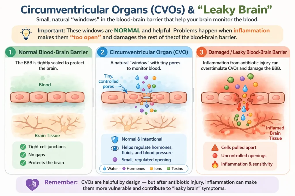 Diagram of circumventricular organs in the brain showing areas where the blood-brain barrier is absent, allowing direct detection of blood-borne signals.