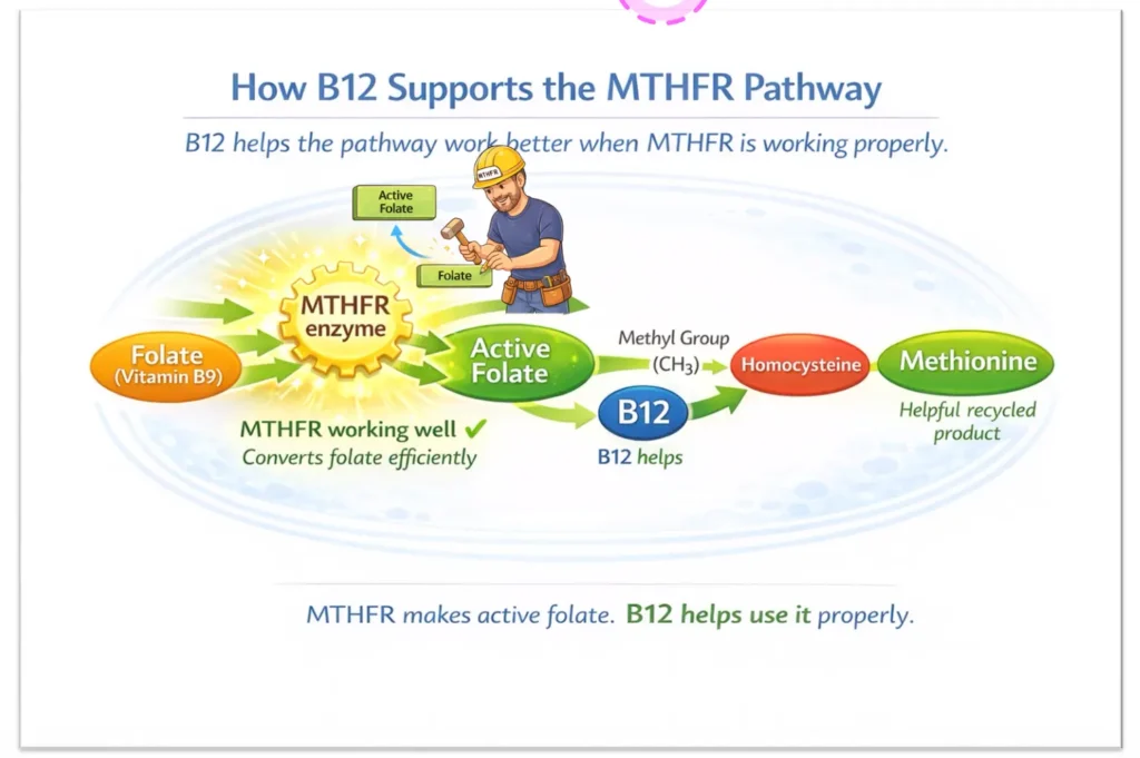 Diagram showing how vitamin B12 supports the MTHFR pathway by helping convert folate into active folate and properly metabolizing homocysteine.