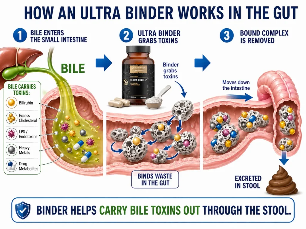 How an Ultra Binder Works in the Gut: Toxin Removal Process Explained